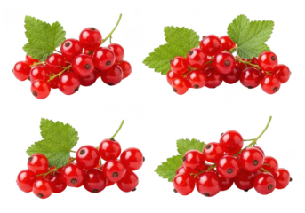 Four clusters of ripe red currants with green leaves on berry fruit