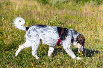 Puppy dog sniffing In grass