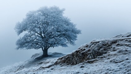 Frozen tree on a misty hill