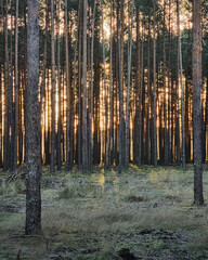 Obraz premium Sunrise in pine forest. Serene pine forest in the morning with sunlight streaming through the tall, straight tree trunks, ground covered with frost.