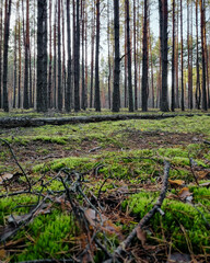 Ground in pine forest covered with with green moss, tree snags and scattered pine needles. Autumn morning scenery in pine forest with tall, straight tree trunks in the background.