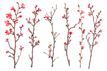 Collection of delicate red cherry blossom branches with buds isolated on transparent background. Collection of delicate red cherry blossom branches isolated on white background.