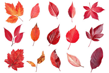 Collection of various red and orange autumn leaves isolated on transparent background. Collection of vibrant red leaves isolated on white background.
