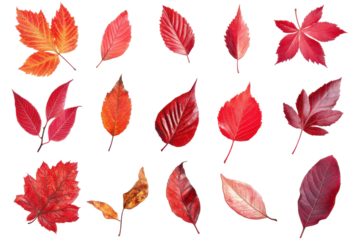 Collection of various red and orange autumn leaves isolated on transparent background. Collection of vibrant red leaves isolated on white background.