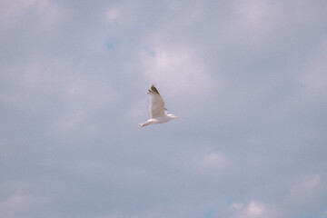 Italian Gull