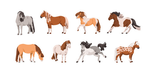 Pony set. Cute small horses, little thoroughbred foals standing, walking, frolicking. Different equine animal breeds, Shetland, Appaloosa. Flat vector illustrations isolated on white background