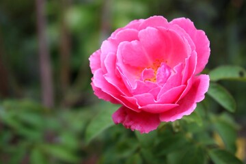 Close-up of Pink Rose in Full Bloom with Soft Green Blurred Background