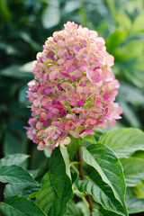 Pink and Rose Panicle Hydrangea Blooming in Garden