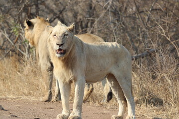 White Lion
