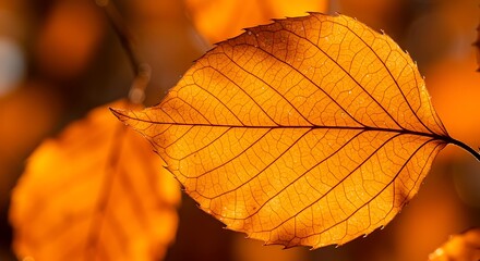 Obraz premium Warm Autumn Leaves Illuminated with Golden Sunlight