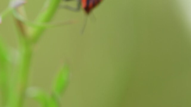 Italian striped bug on a branch in summer in Germany in a macro view