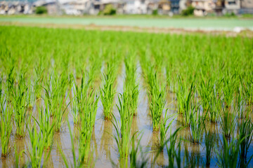 Early summer rice fields, summer agriculture, and social issues related to rice supply
