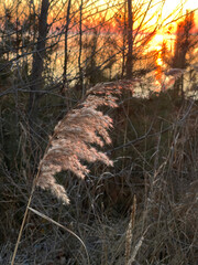 Dried Pampas Grass at Sunset with River in the Background