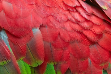 Obraz premium Unique colors and patterns of macaw feathers
