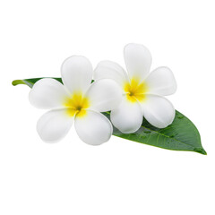 Naklejka premium Two white plumeria flowers with green leaf isolated on transparent background
