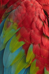 Fototapeta premium Unique colors and patterns of macaw feathers