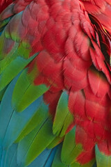 Fototapeta premium Unique colors and patterns of macaw feathers