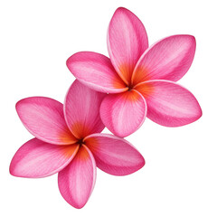 Two pink plumeria flowers isolated on transparent background