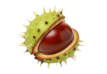 Single Ripe Horse Chestnut Conker Emerging from Spiky Green Shell seed