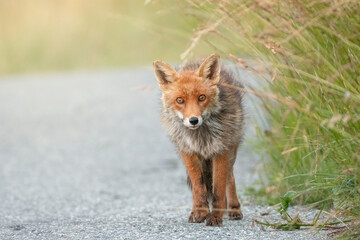 Front view of a beautful Red fox (Vulpes vulpes) at the edge of a road in the golden light of the evening. Alps Mountains, Italy.