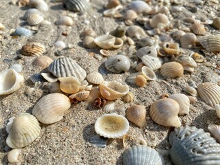 Numerous assorted seashells scattered across golden beach sand under natural light.