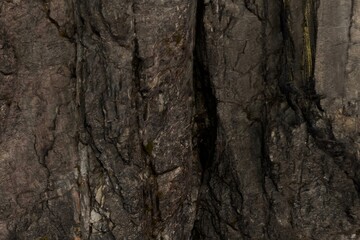 Close-up of deeply textured, dark brown tree bark showing vertical fissures, cracks, and subtle variations in tone and color