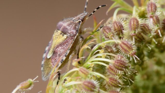 hairy shieldbug on a carrot flower with seeds in a macro view