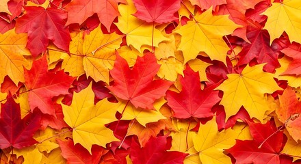 Vibrant Autumn Leaves A Colorful Display of Red and Yellow Maple Foliage