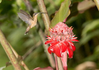 Colibris 