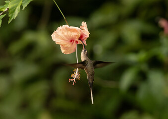Colibris 
