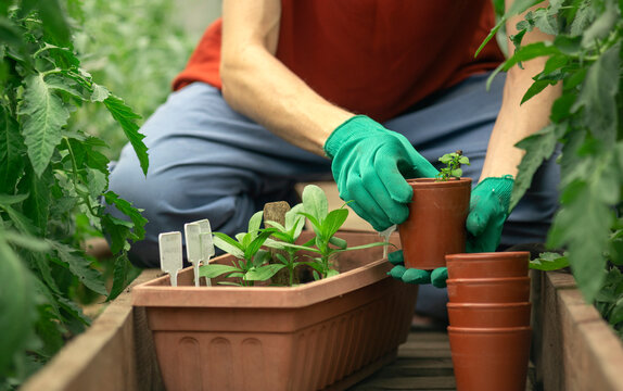 Person replanting seedlings in greenhouse with gloves and flower pots
