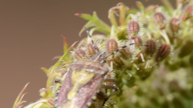 hairy shieldbug on a carrot flower with seeds in a macro view