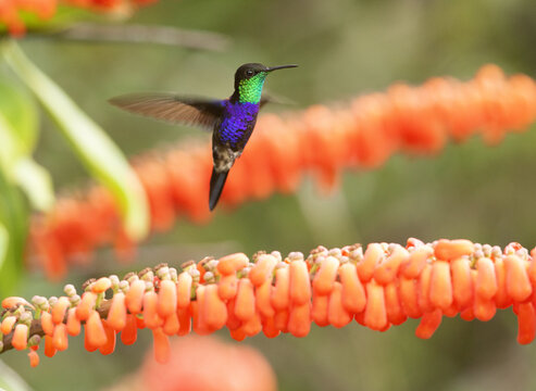 Colibris 