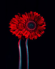 Red Gerbera flower with glitch effect on black background