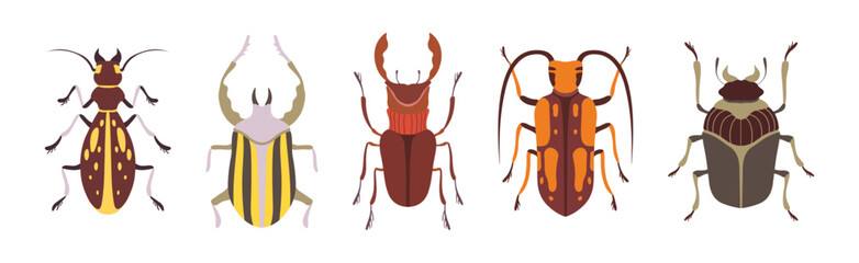 Insect Bugs and Beetle with Antenna and Multiple Legs Vector Set