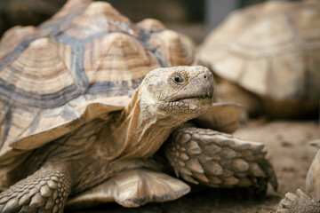 African Spurred Tortoise (Centrochelys sulcata) Resting Close-up on Dirt