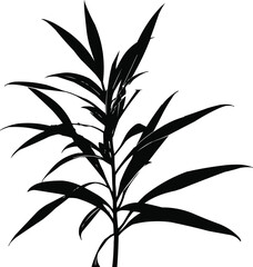 Silhouette of Long Tropical Plant with Pointed Leaves