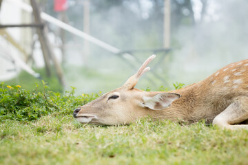 The deer is lying on the green grass