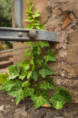 Vibrant green ivy climbs an ancient stone wall under soft daylight in a tranquil garden setting