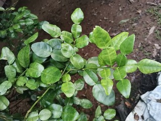 bergamot or citrus leaves on tree background