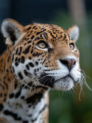 Fototapeta premium Powerful jaguar portrait with intense gaze, captured in dramatic lighting. Wild, elegant, and majestic feline