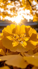 A close-up of vibrant yellow ginkgo leaves with sunlight shining through.