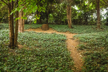 Winding path through lush green forest with an old tree stump nestled among vibrant foliage