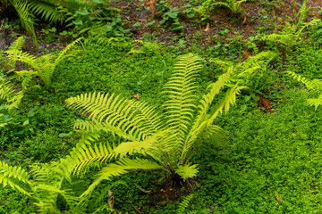Lush green ferns thriving in a serene forest setting during the early morning hours