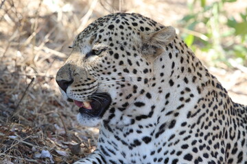 Male leopard