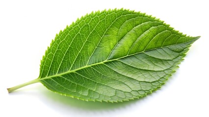Obraz premium A single vibrant green leaf with intricate veins isolated on white background