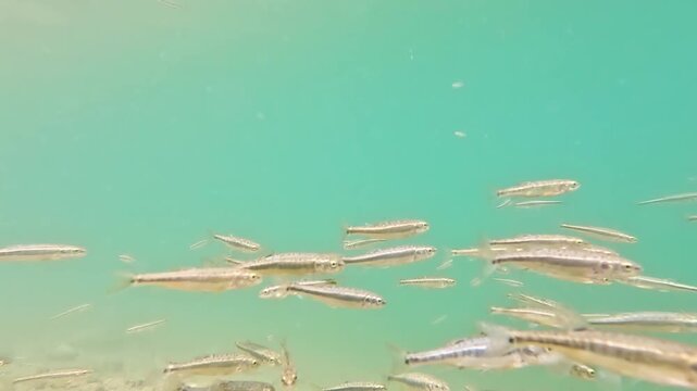 European Minnows Schooling in Lake Devero