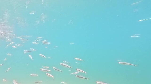 Close-Up Underwater View of European Minnows Swimming in Crystal-Clear Alpine Lake Devero, Italy, in a Dense School Near the Surface