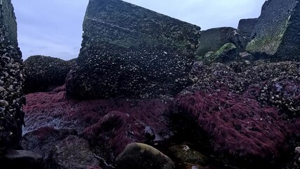 Strong water runoff in the Black Sea, mussels and algae on rocks in the air during low tide, ecological event and death of aquatic organisms in the air