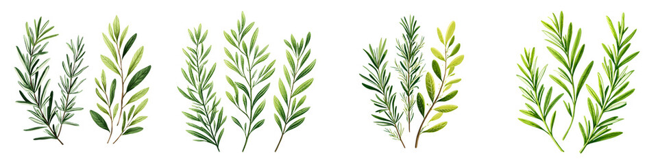 Fototapeta premium Fresh Rosemary Branch Illustrations, Watercolor Herb Set